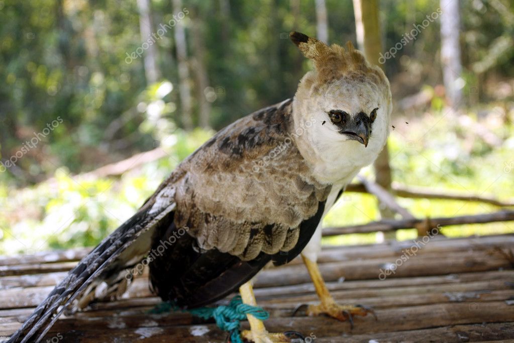 Harpy Eagle Tail