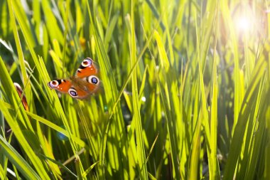 Colorful grass and flying butterfly clipart