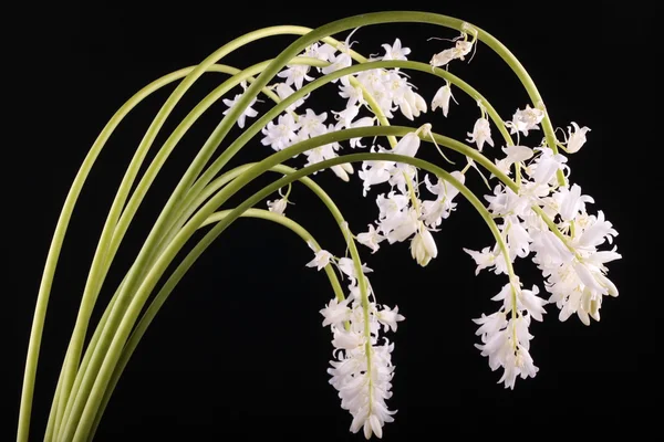 Whitebells flores primer plano sobre negro — Foto de Stock