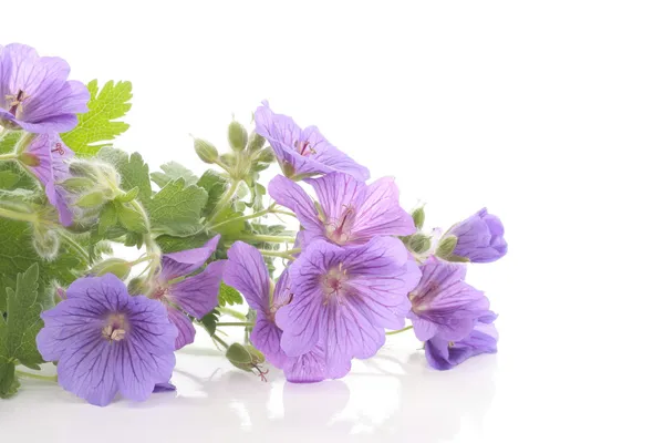 Paarse viooltjes bloemen over Wit — Stockfoto