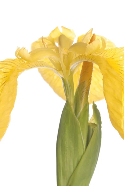Detalhe amarelo da flor da íris — Fotografia de Stock