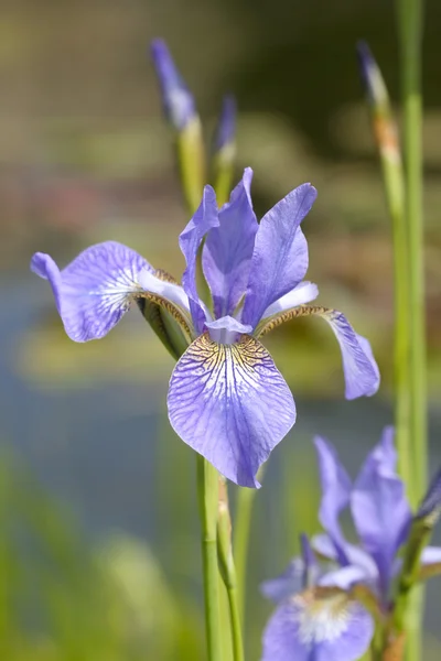 Irisblüten — Stockfoto