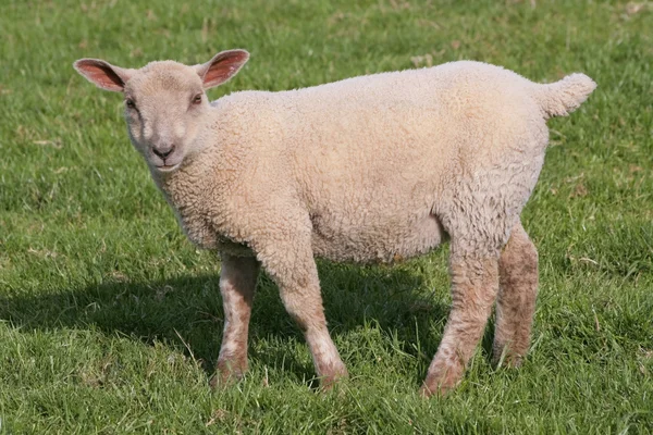 Stock image Lamb grazing in spring