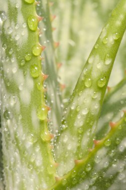 aloe vera bitki üzerinde beyaz