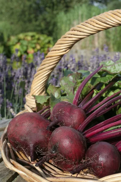 Fresh beetroot on basket — Stock Photo, Image