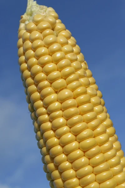 Érett kukorica a cob nyáron — Stock Fotó