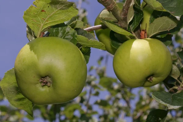 Ağaç dalında Elmalar — Stok fotoğraf