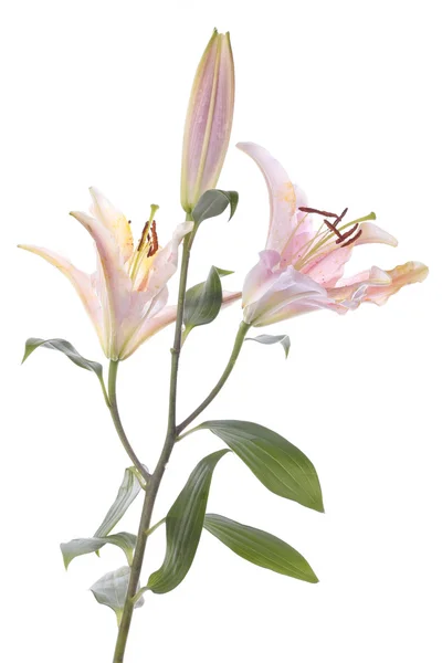 Stargazer lily bloem over Wit — Stockfoto