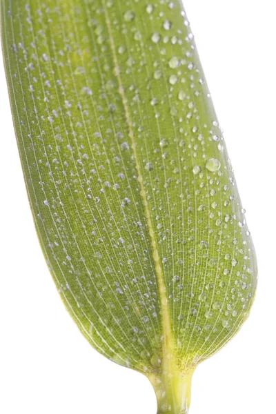 Φύλλα μπαμπού κοντά πάνω από το λευκό — Φωτογραφία Αρχείου