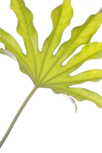 Leaf closeup over white — Stock Photo, Image