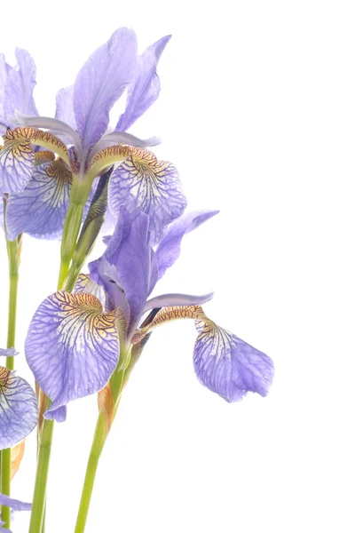 Lila Irisblumen Nahaufnahme — Stockfoto
