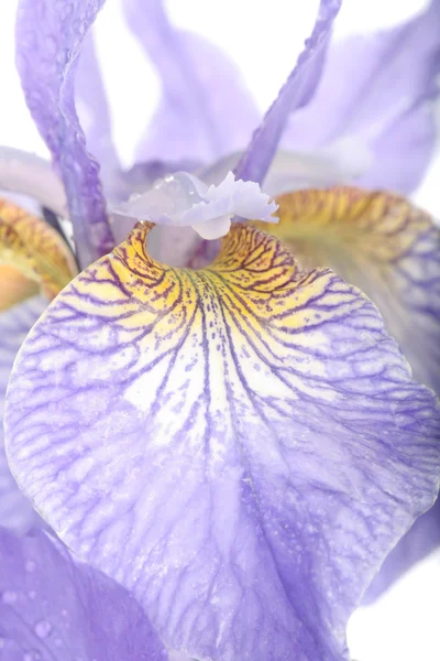 Kwiaty purpurowe tęczówki przez biały — Zdjęcie stockowe