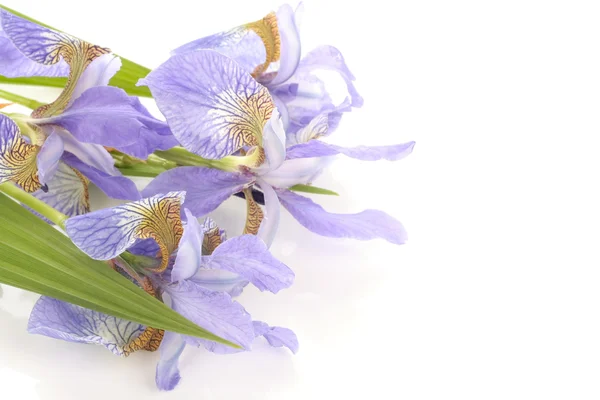 Lila Irisblüten über weiß — Stockfoto