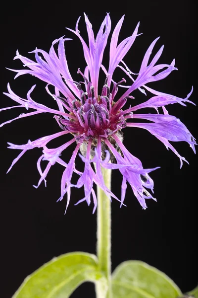 Purple flower closeup over black — Stock Photo, Image