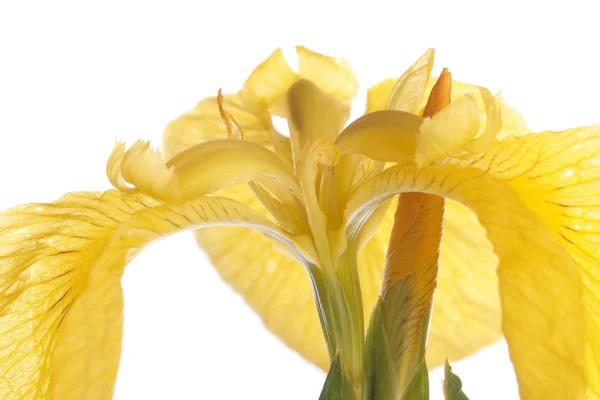 Detalhe amarelo da flor da íris — Fotografia de Stock