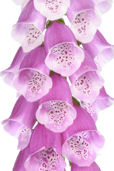 Closeup άνθιση λουλουδιών — Φωτογραφία Αρχείου
