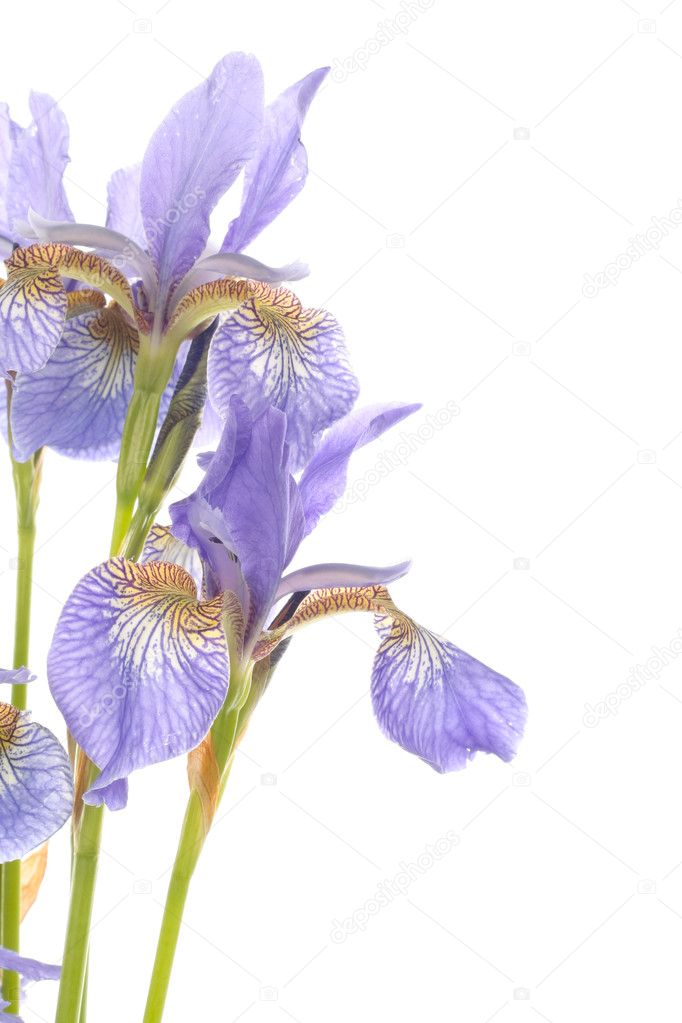 Purple iris flowers closeup