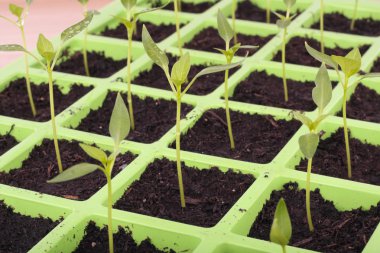 Vegetable seeds tray closeup over white clipart