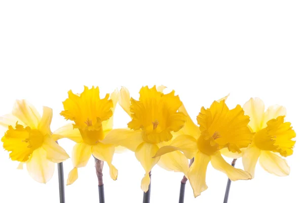 Spring daffodil flowers over white — Stock Photo, Image