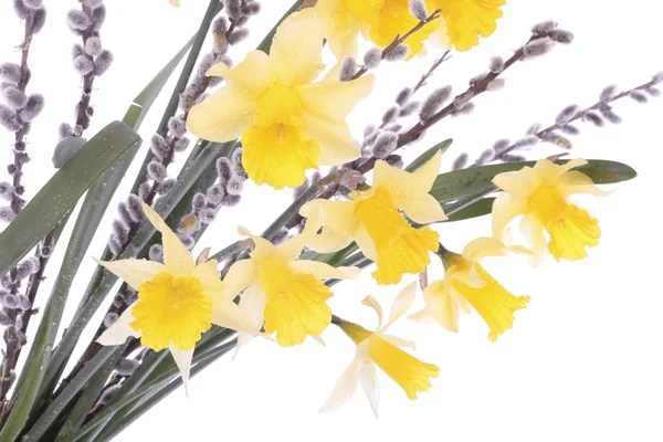 Pulcino di Pasqua su fiori di narciso — Foto Stock