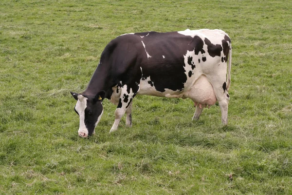 Пасовище корови у свіжих пасовищах — стокове фото