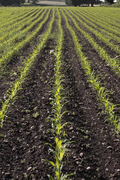 Kukuřičné pole sazenice na jaře — Stock fotografie