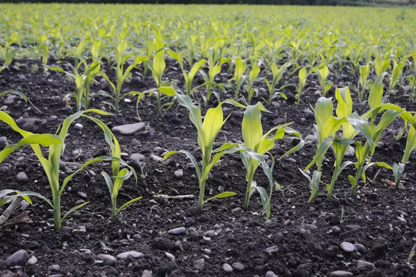 Весной поле для посевов кукурузы — стоковое фото