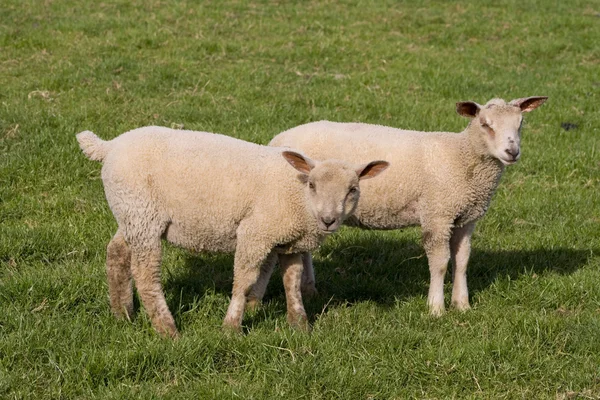 新鮮な牧草地に放牧羊 — ストック写真