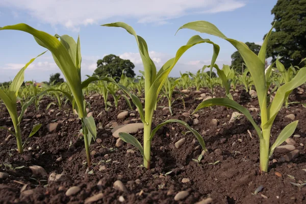 Розсада кукурудзи на полях навесні Стокове Зображення