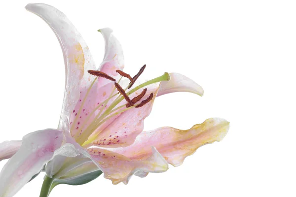 Beyaz üzerine pembe lily çiçek — Stok fotoğraf