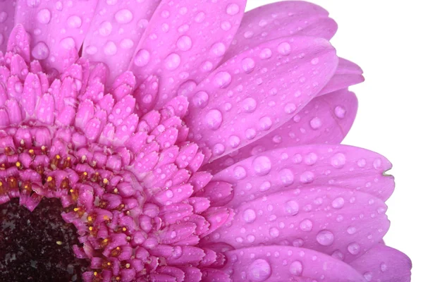 Gerbera rosa fiore isolato su bianco — Foto Stock