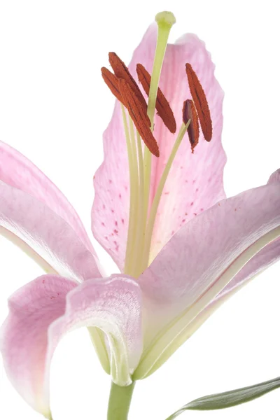 Pink lily květina nad bílá — Stock fotografie