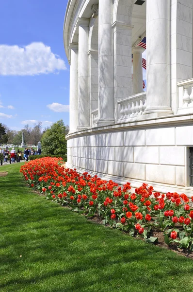 Red tulips by marble building — Stock Photo, Image