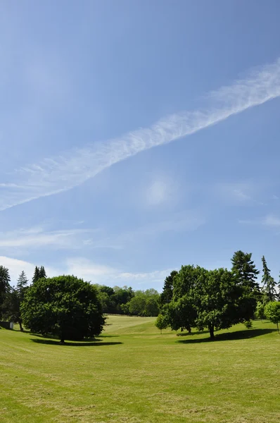 Stock image Trees in a park