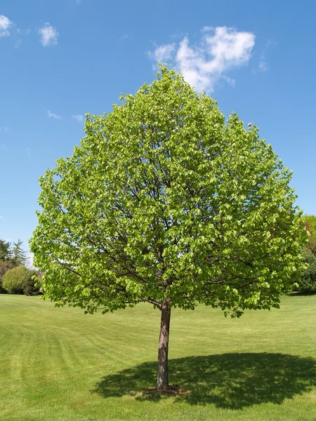 Одно дерево с листьями на зеленой лужайке — стоковое фото