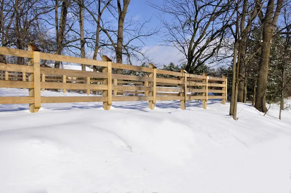 stock image Wood fence in winter