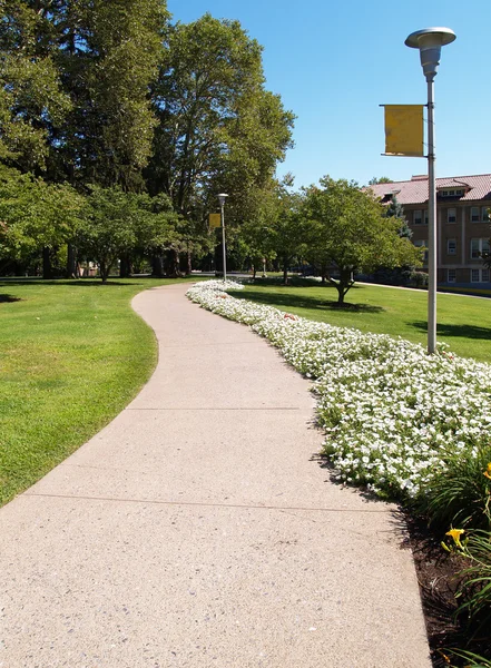 Кривой тротуар в кампусе колледжа — стоковое фото