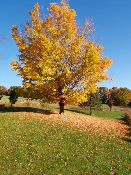 Дерево осенью — стоковое фото