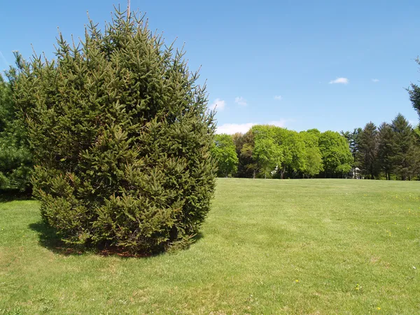 Un árbol siempreverde junto a un césped verde — Foto de Stock