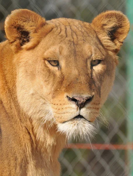 Ritratto leonessa — Foto Stock