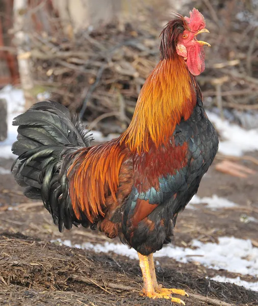 Rooster crowing — Stock Photo, Image