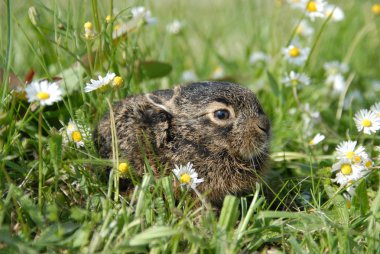 Small rabbit clipart