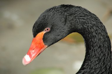 Black swan clipart