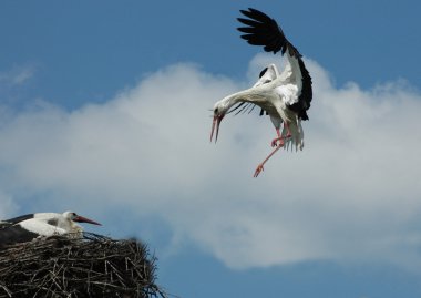 White stork clipart