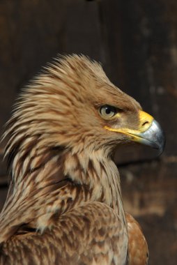 Krstas eagle, clipart