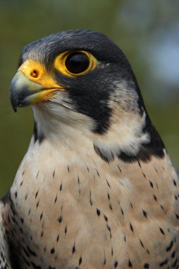 Peregrine Falcon clipart