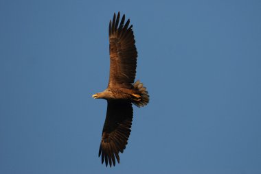 White-tailed eagle, sea eagle clipart