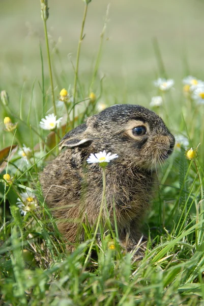 Küçük bir tavşan — Stok fotoğraf