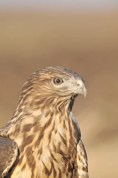 Eagle buzzard — Stock Photo, Image