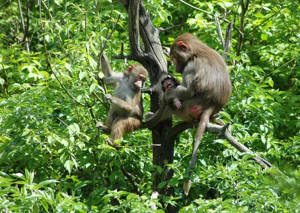 Monos. —  Fotos de Stock